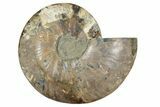 Cut & Polished Ammonite Fossil (Half) - Madagascar #342127-1